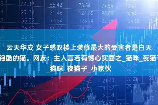 云天华成 女子感叹楼上装修最大的受害者是白天睡觉晚上跑酷的猫。网友：主人言若有憾心实喜之_猫咪_夜猫子_小家伙